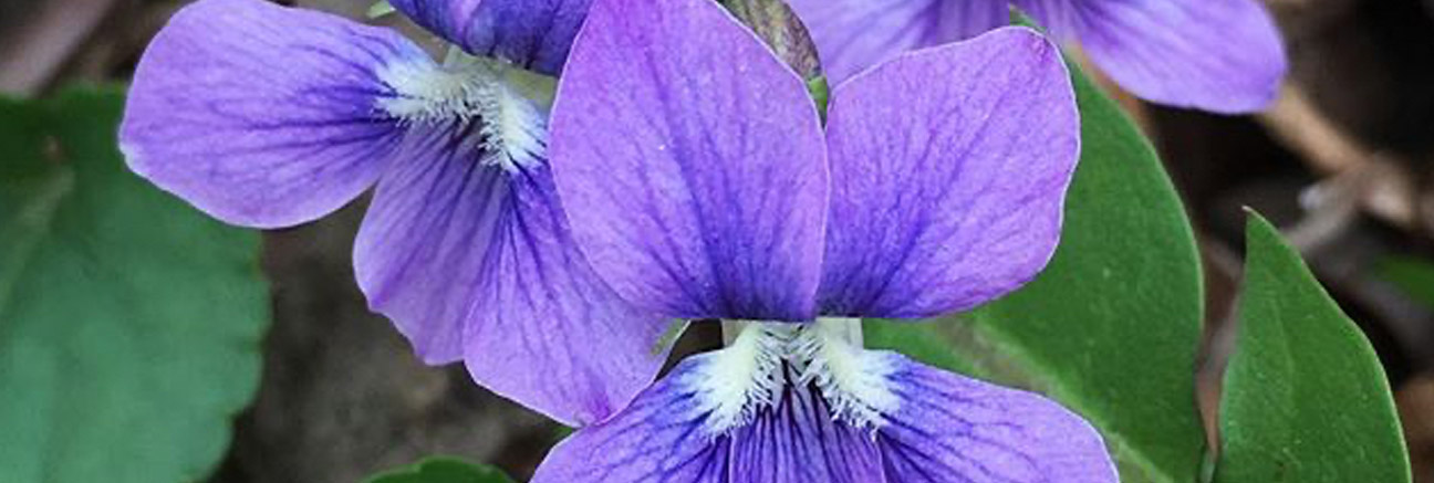 Wilderness Greenhouse Violets